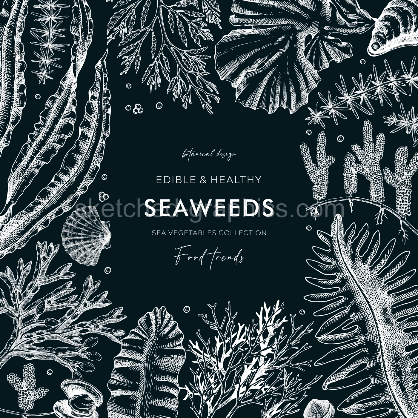 Seaweed vector card design on chalkboard. Edible algae vintage frame with golden kelp, wakame, kombu, hijiki, Irish moss drawings in sketch style. Underwater plant botanical illustration for prints  Illustration